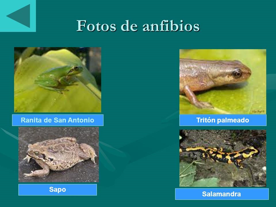 Fotos de anfibios Ranita de San Antonio Tritón palmeado Sapo