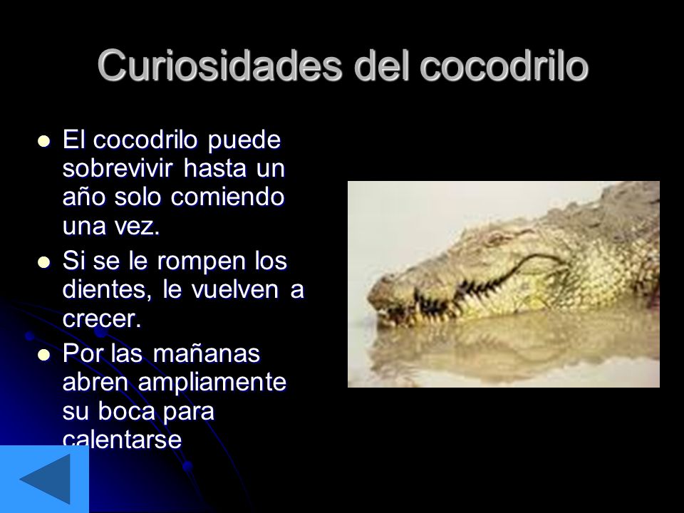 Curiosidades del cocodrilo