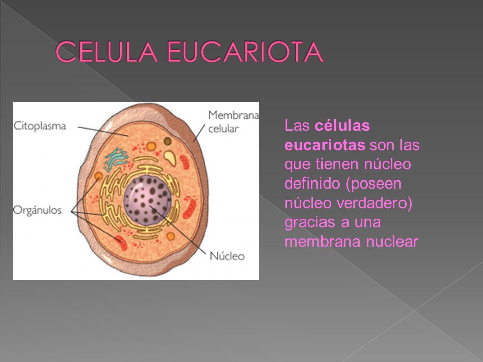 CELULA EUCARIOTA Las células eucariotas son las que tienen núcleo definido (poseen núcleo verdadero) gracias a una membrana nuclear.