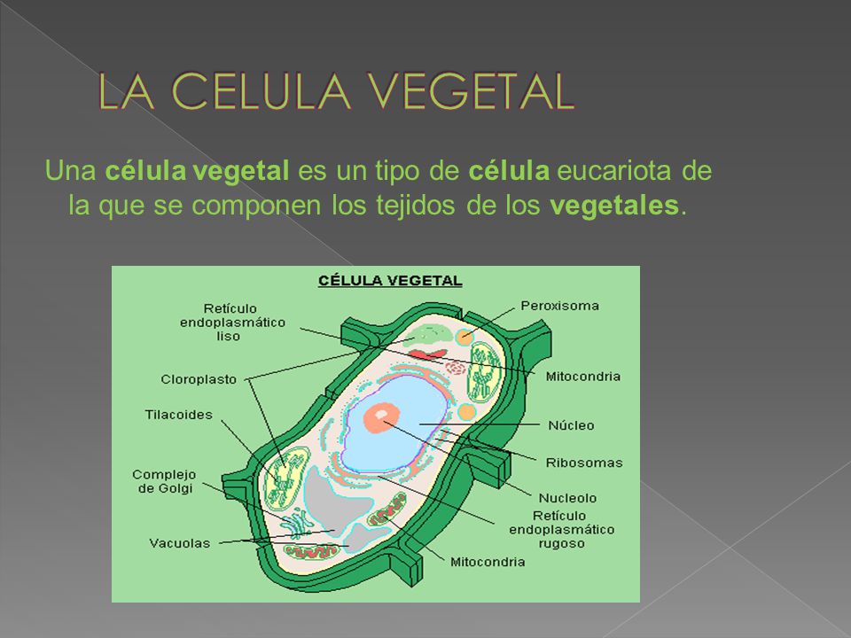 LA CELULA VEGETAL Una célula vegetal es un tipo de célula eucariota de la que se componen los tejidos de los vegetales.