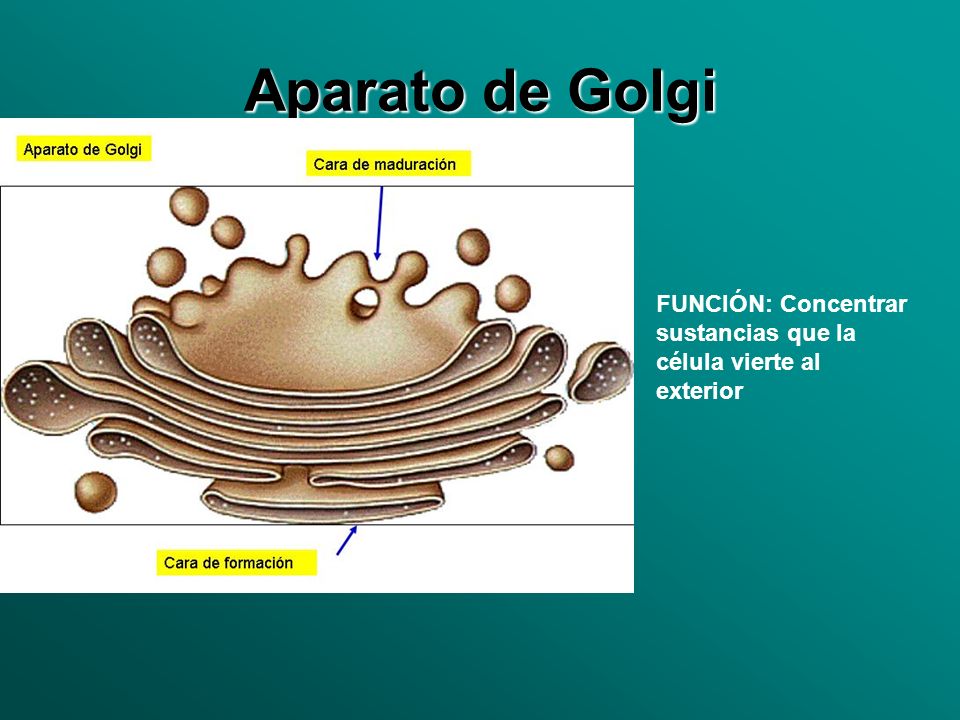 Aparato de Golgi FUNCIÓN: Concentrar sustancias que la célula vierte al exterior