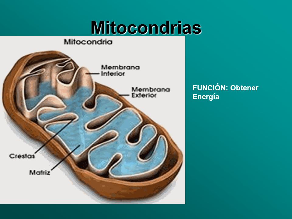 Mitocondrias FUNCIÓN: Obtener Energía