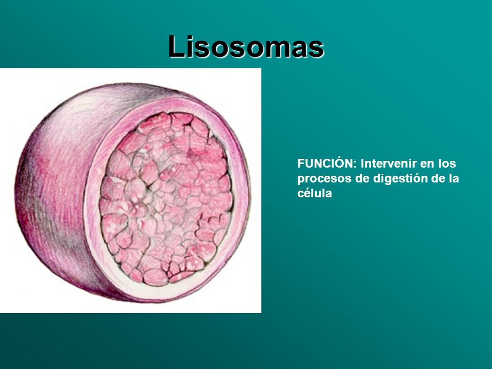 Lisosomas FUNCIÓN: Intervenir en los procesos de digestión de la célula