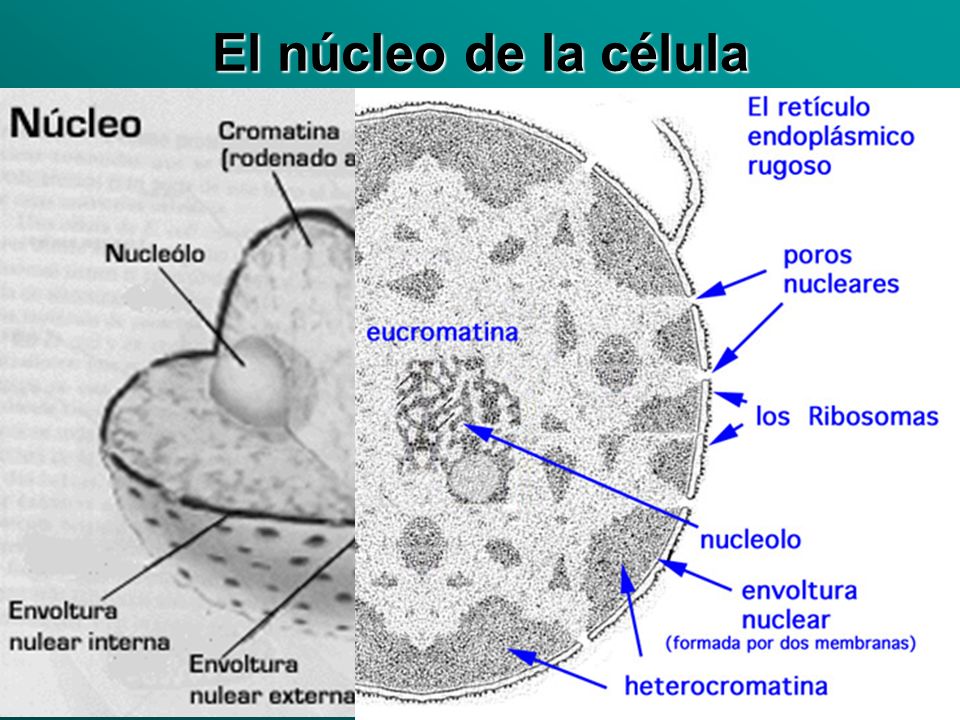 El núcleo de la célula