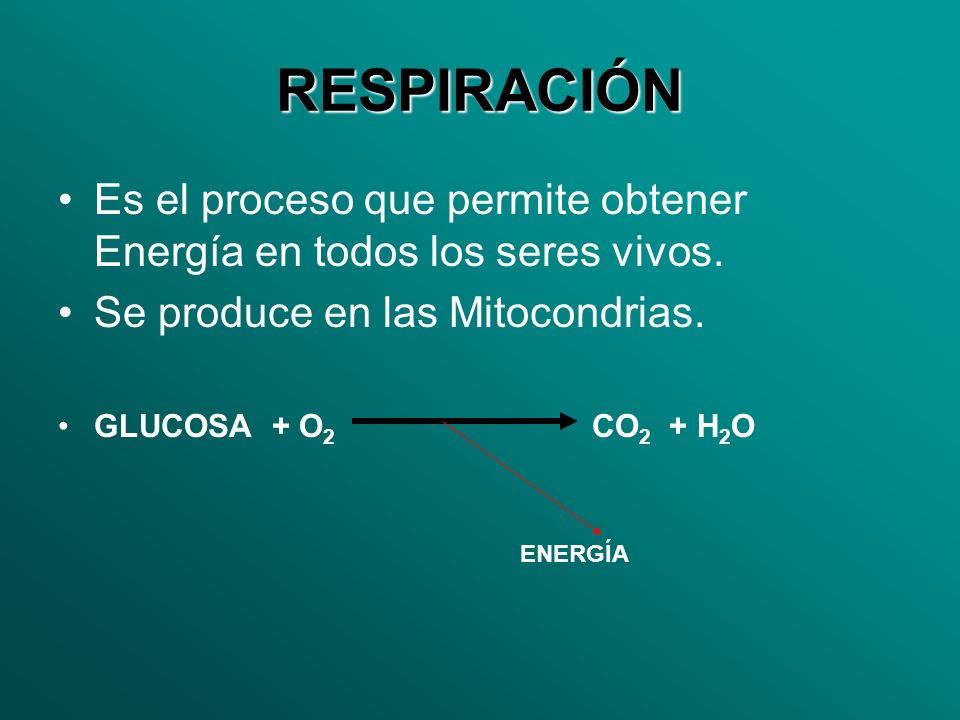 RESPIRACIÓN Es el proceso que permite obtener Energía en todos los seres vivos. Se produce en las Mitocondrias.