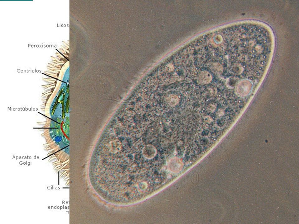Tipos de células Procariotas:Las que no tienen núcleo
