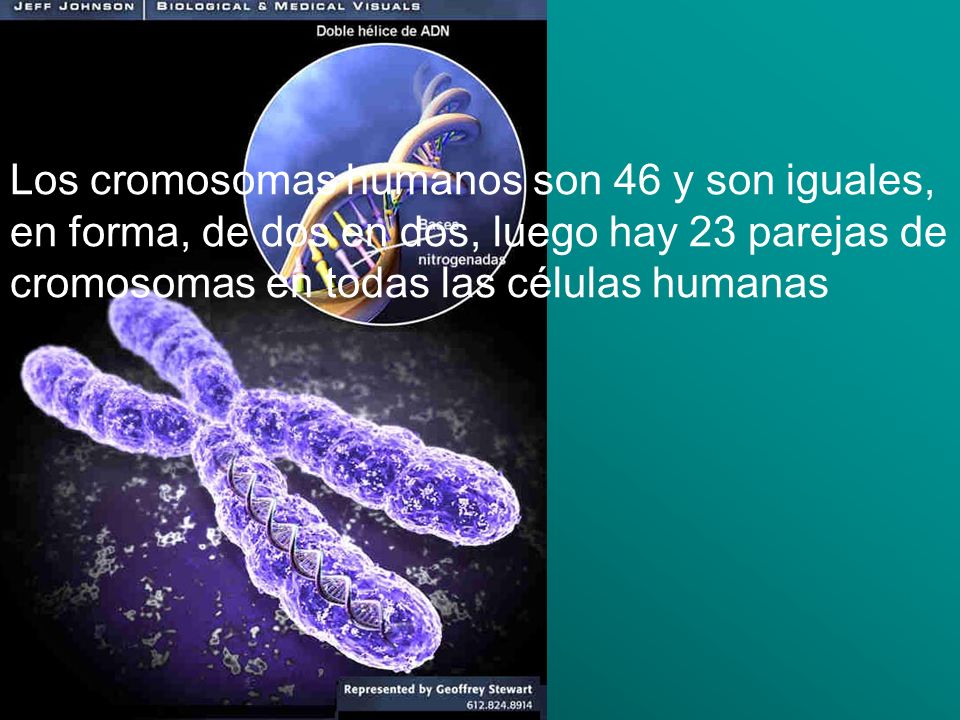 Los cromosomas humanos son 46 y son iguales, en forma, de dos en dos, luego hay 23 parejas de cromosomas en todas las células humanas