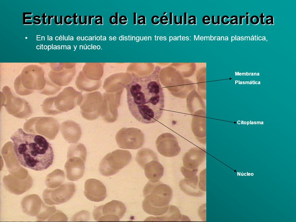Estructura de la célula eucariota