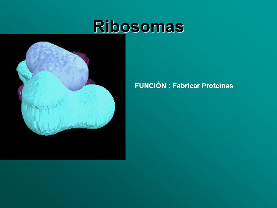 Ribosomas FUNCIÓN : Fabricar Proteínas