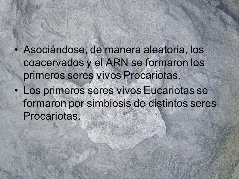 Asociándose, de manera aleatoria, los coacervados y el ARN se formaron los primeros seres vivos Procariotas.
