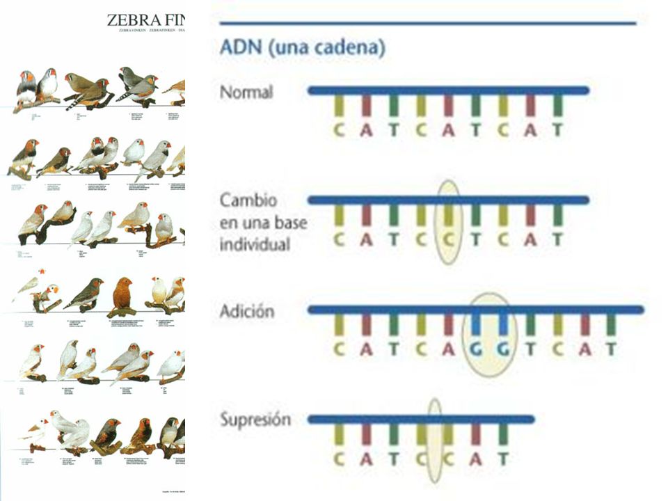 Las distintas formas de un carácter se deben a cambios en la secuencia de bases del ADN.