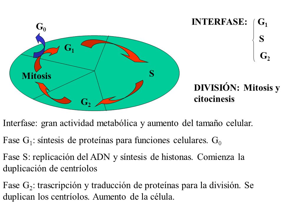INTERFASE: G1 S. G2. G0. G1. S. Mitosis. DIVISIÓN: Mitosis y citocinesis.