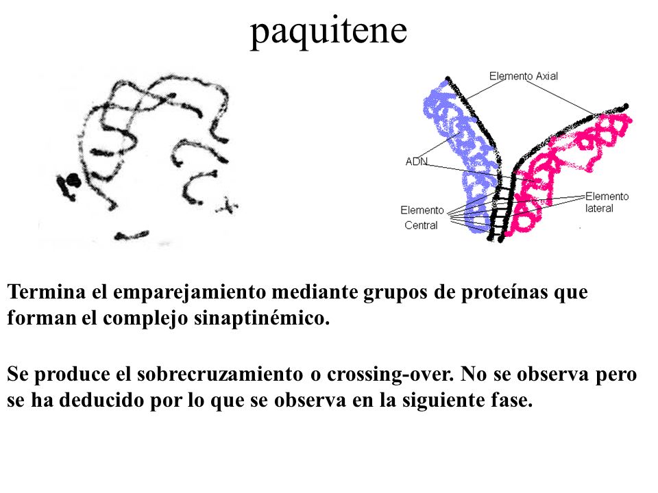 paquitene Termina el emparejamiento mediante grupos de proteínas que forman el complejo sinaptinémico.