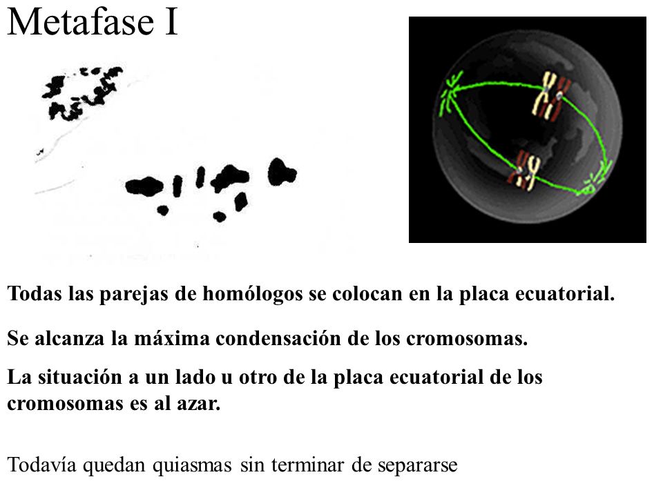 Metafase I Todas las parejas de homólogos se colocan en la placa ecuatorial. Se alcanza la máxima condensación de los cromosomas.