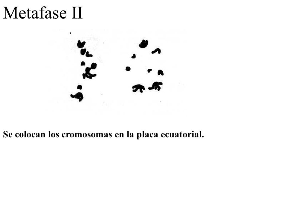 Metafase II Se colocan los cromosomas en la placa ecuatorial.