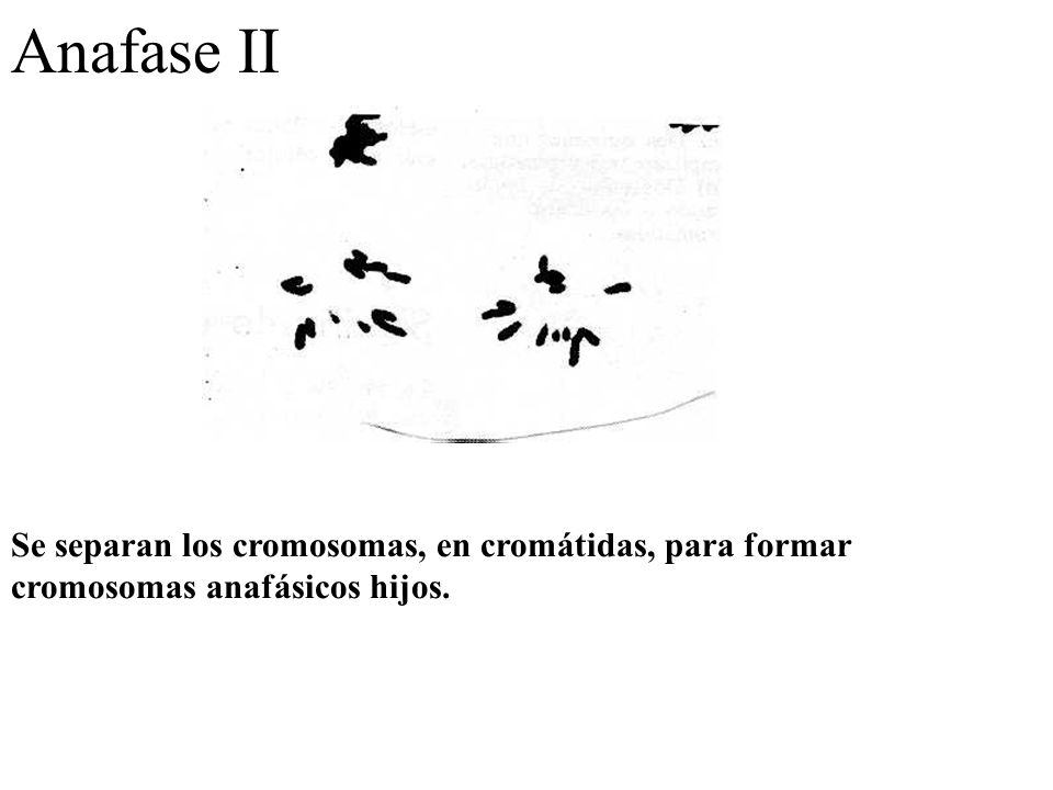 Anafase II Se separan los cromosomas, en cromátidas, para formar cromosomas anafásicos hijos.