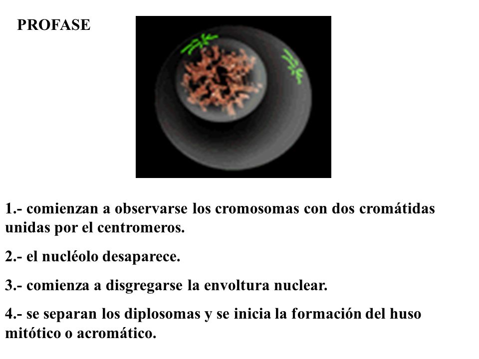 PROFASE 1.- comienzan a observarse los cromosomas con dos cromátidas unidas por el centromeros. 2.- el nucléolo desaparece.