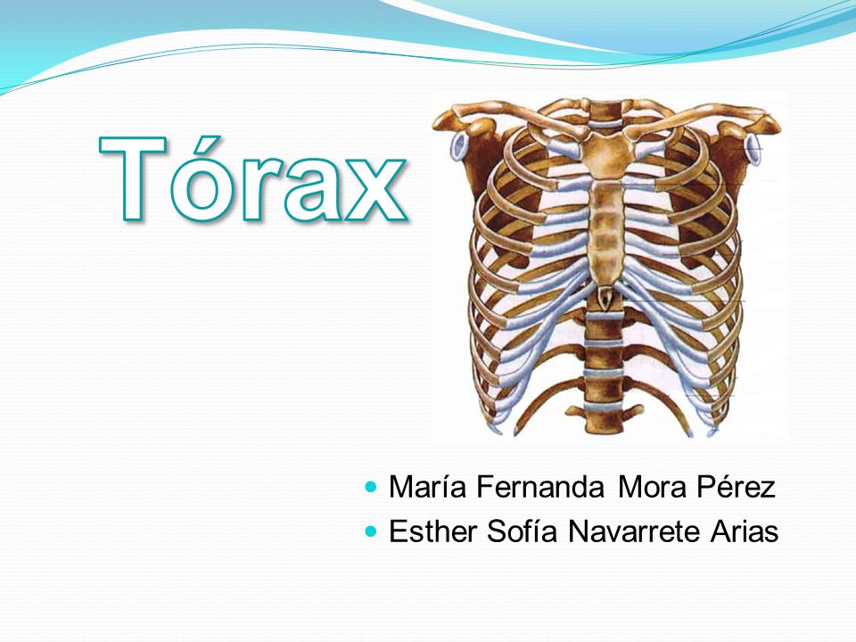 Tórax María Fernanda Mora Pérez Esther Sofía Navarrete Arias