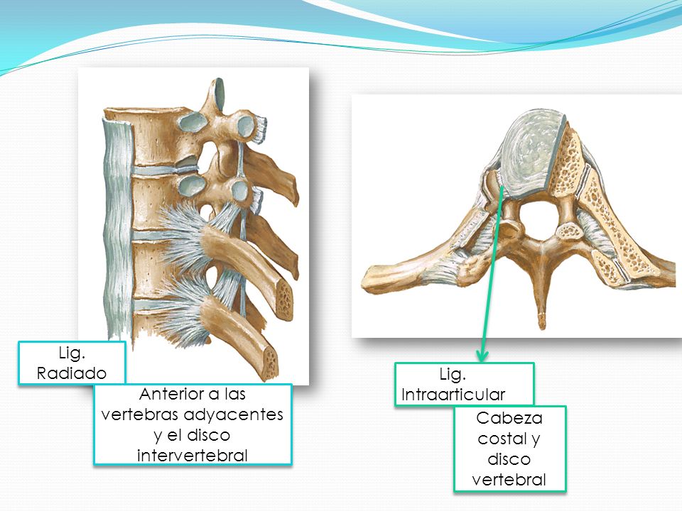 Anterior a las vertebras adyacentes y el disco intervertebral