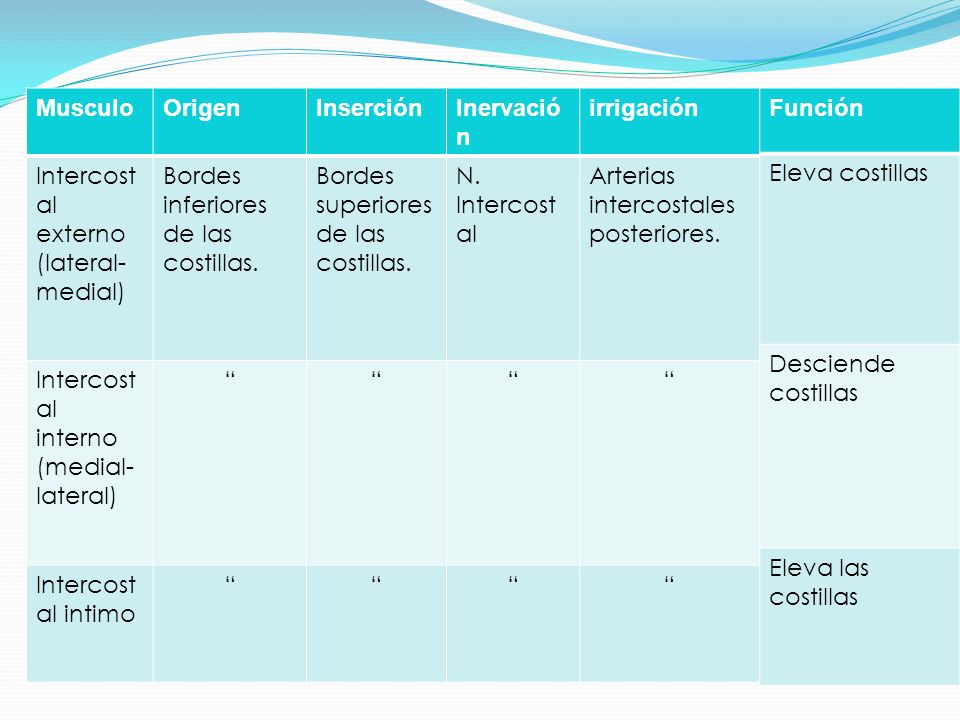 Musculo Origen. Inserción. Inervación. irrigación. Intercostal externo. (lateral-medial) Bordes inferiores de las costillas.