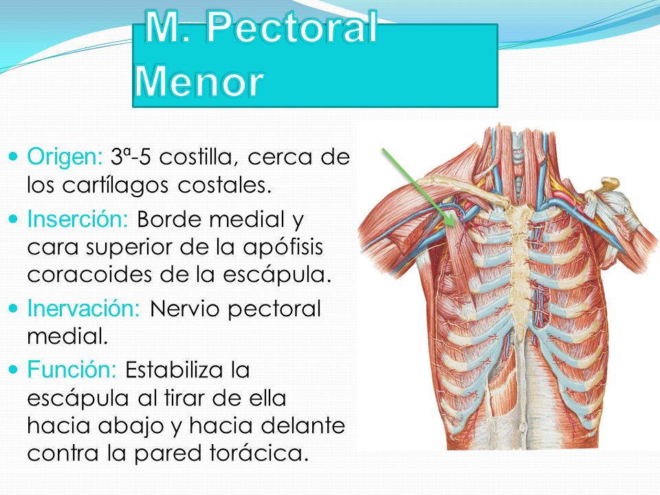M. Pectoral Menor Origen: 3ª-5 costilla, cerca de los cartílagos costales.