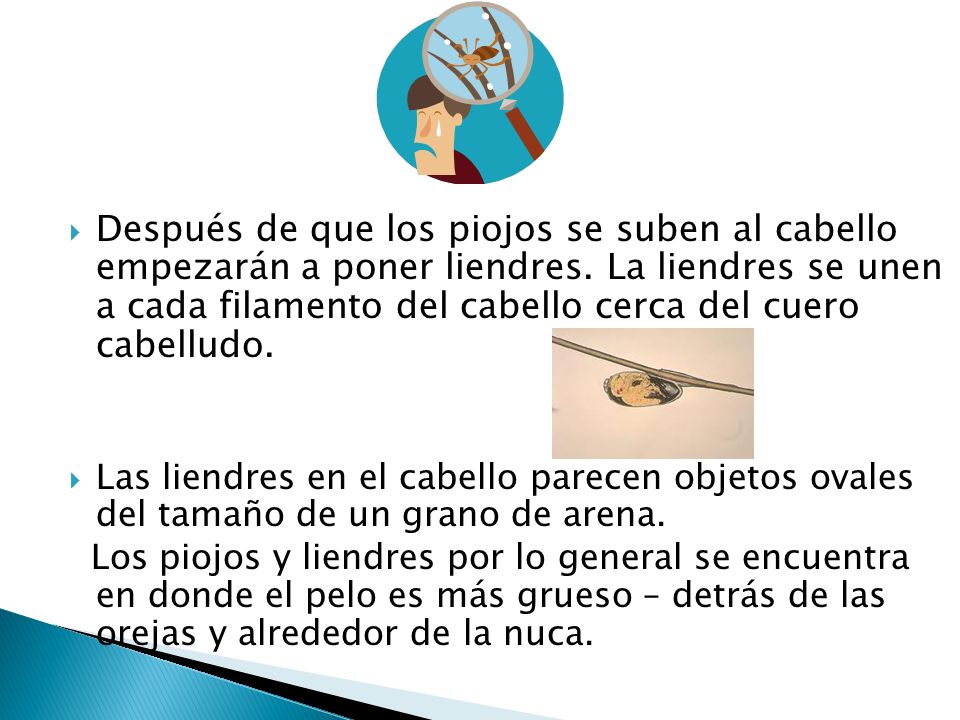 Después de que los piojos se suben al cabello empezarán a poner liendres. La liendres se unen a cada filamento del cabello cerca del cuero cabelludo.