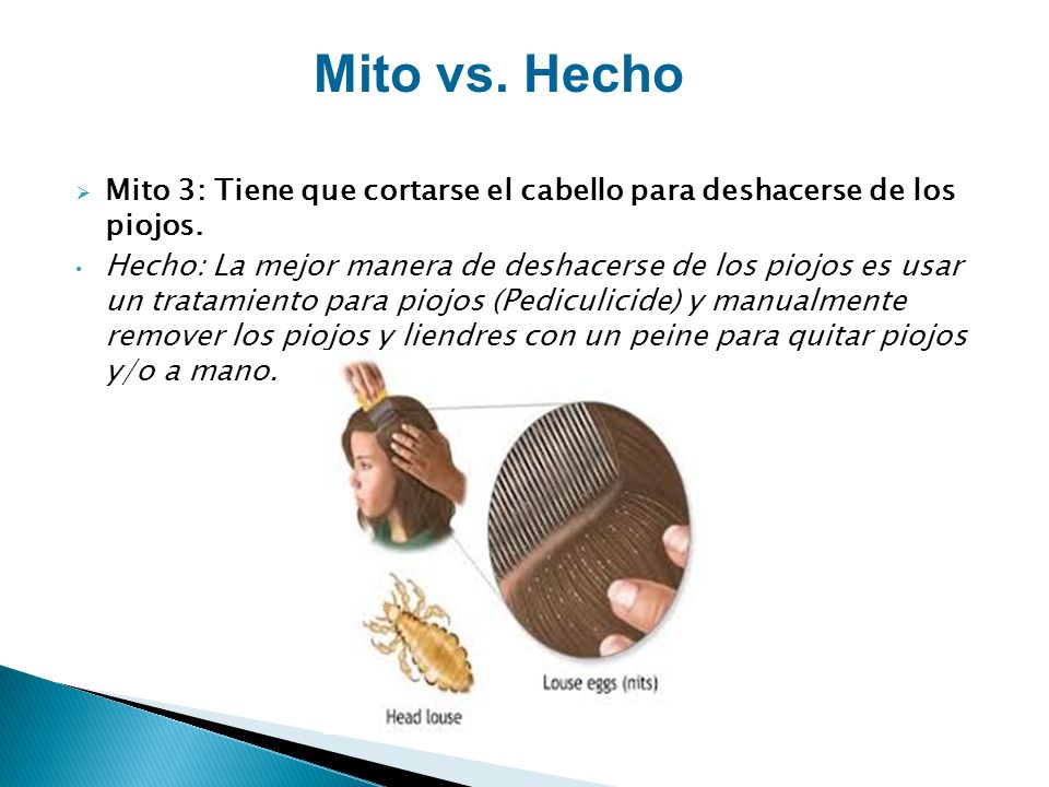 Mito vs. Hecho Mito 3: Tiene que cortarse el cabello para deshacerse de los piojos.