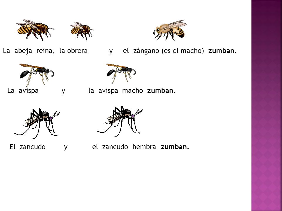 La abeja reina, la obrera y el zángano (es el macho) zumban.