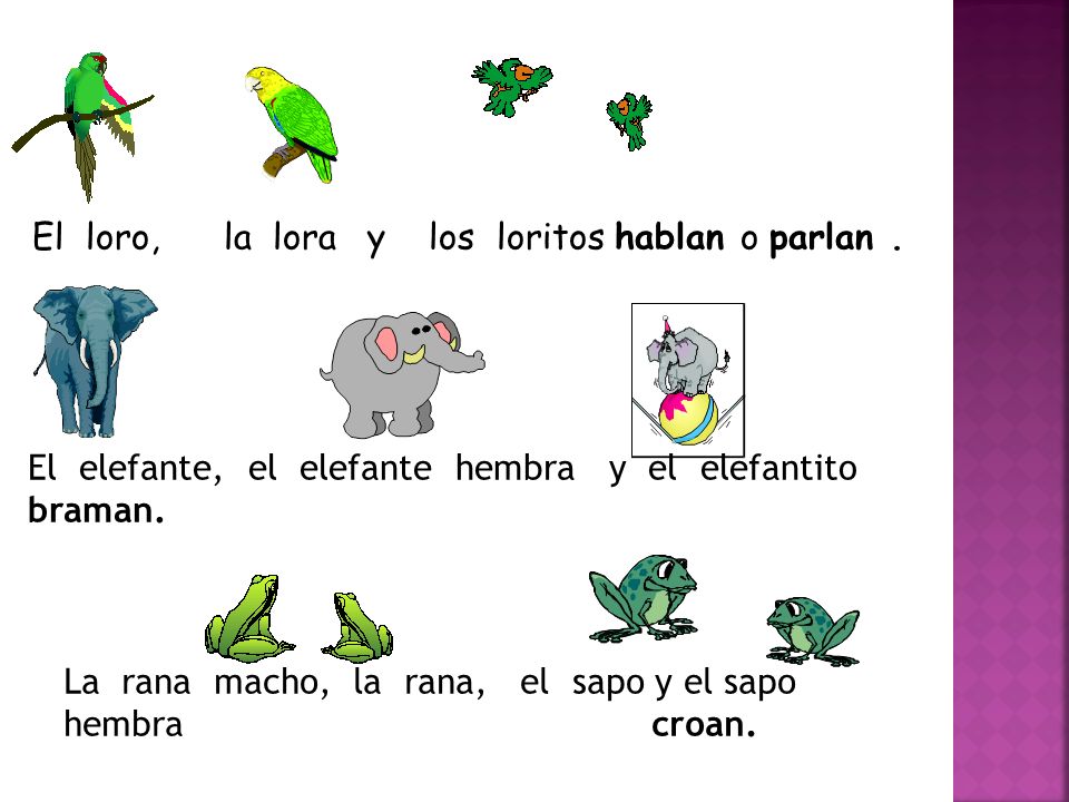 El loro, la lora y los loritos hablan o parlan .