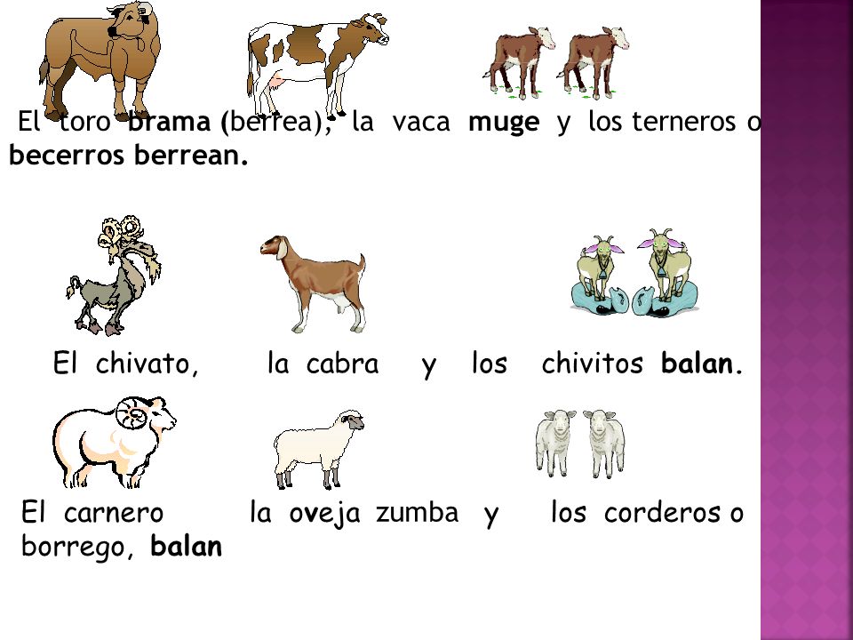 El toro brama (berrea), la vaca muge y los terneros o becerros berrean.