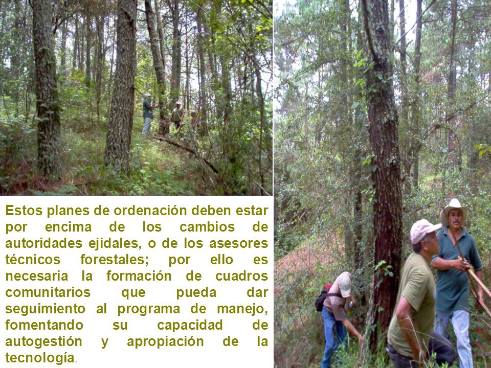 Estos planes de ordenación deben estar por encima de los cambios de autoridades ejidales, o de los asesores técnicos forestales; por ello es necesaria la formación de cuadros comunitarios que pueda dar seguimiento al programa de manejo, fomentando su capacidad de autogestión y apropiación de la tecnología.