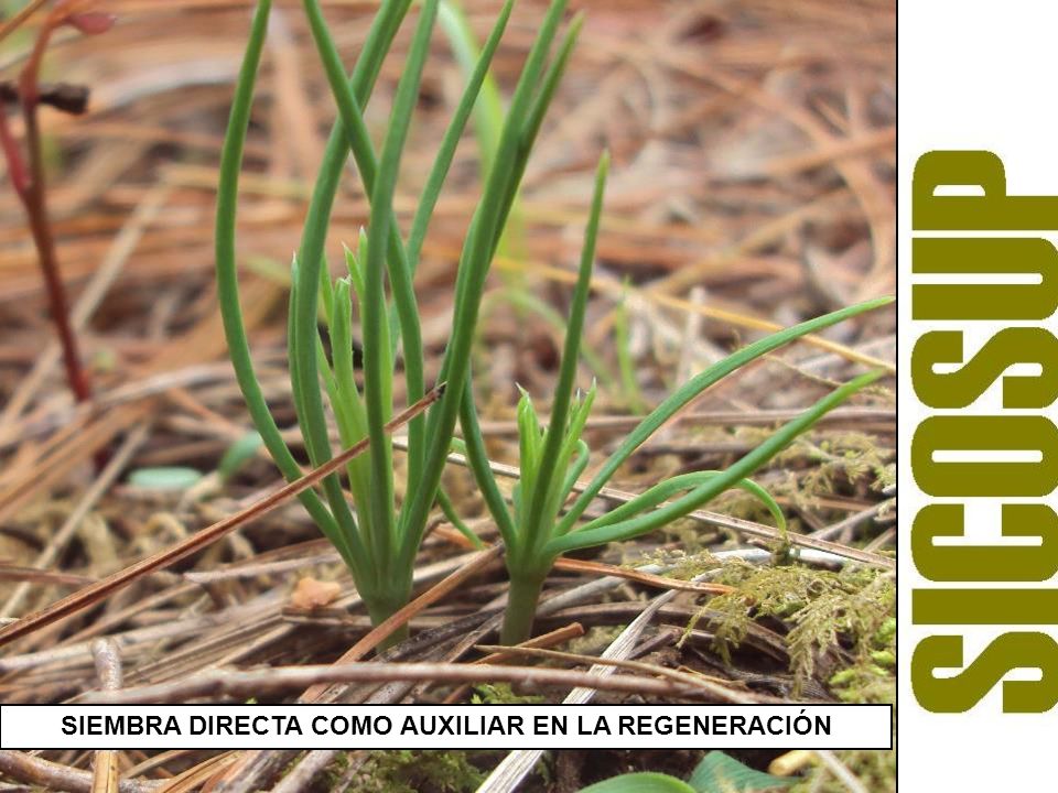 SIEMBRA DIRECTA COMO AUXILIAR EN LA REGENERACIÓN