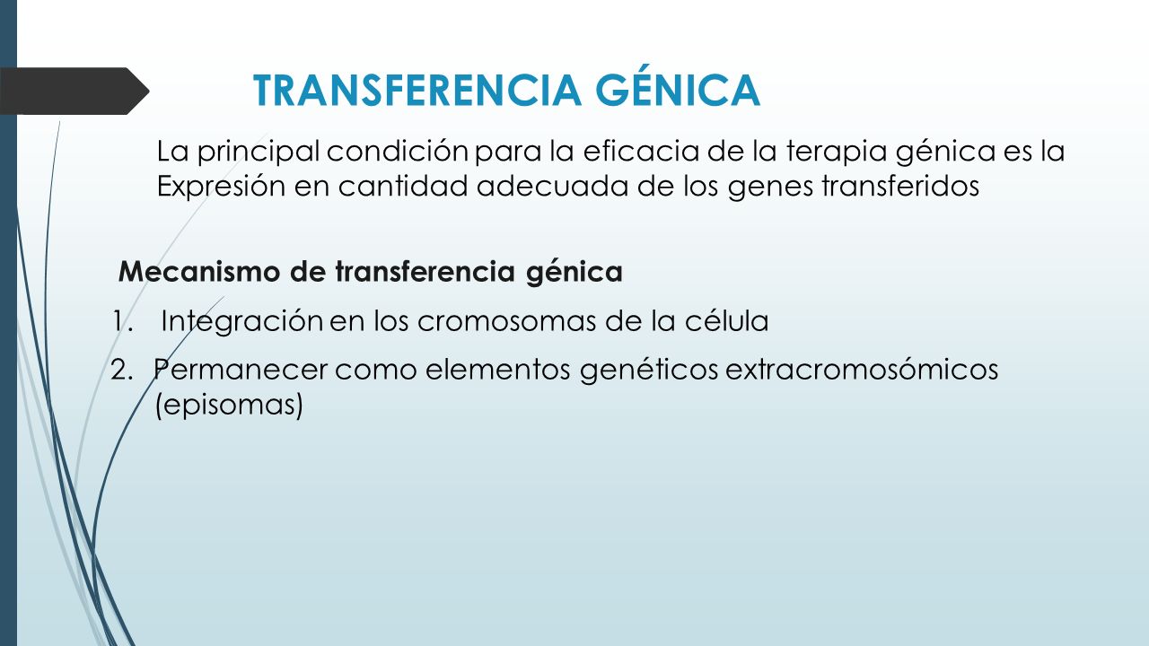 TRANSFERENCIA GÉNICA La principal condición para la eficacia de la terapia génica es la. Expresión en cantidad adecuada de los genes transferidos.