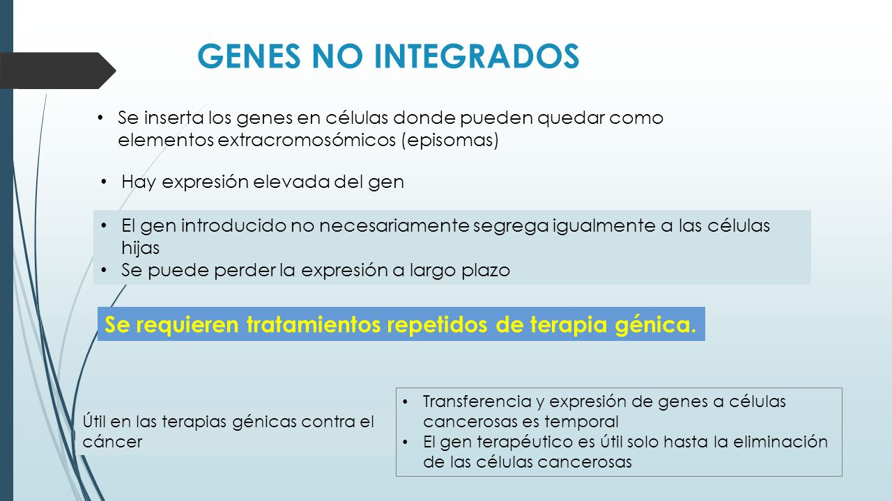 GENES NO INTEGRADOS Se inserta los genes en células donde pueden quedar como elementos extracromosómicos (episomas)