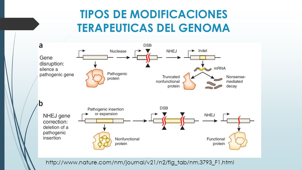 TIPOS DE MODIFICACIONES TERAPEUTICAS DEL GENOMA