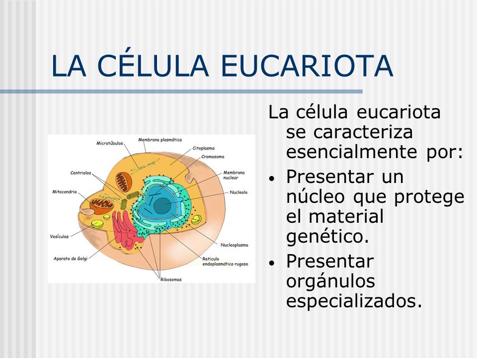 LA CÉLULA EUCARIOTA La célula eucariota se caracteriza esencialmente por: Presentar un núcleo que protege el material genético.