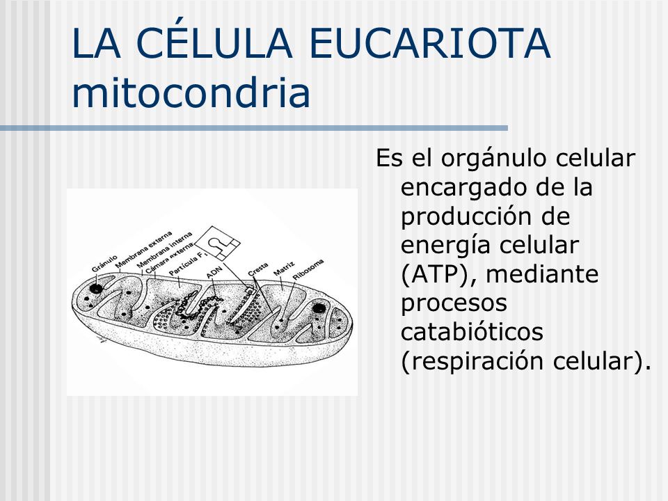 LA CÉLULA EUCARIOTA mitocondria