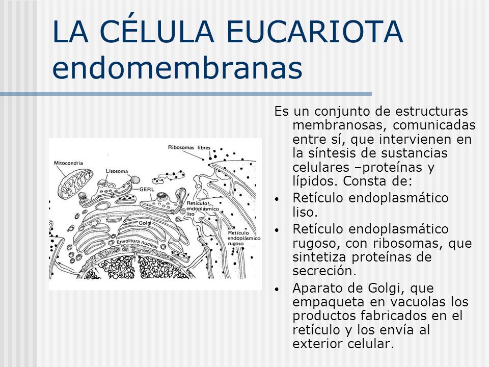 LA CÉLULA EUCARIOTA endomembranas