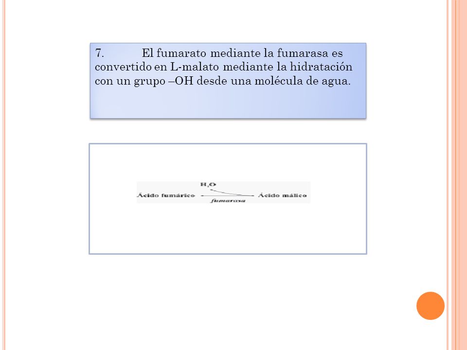 7. El fumarato mediante la fumarasa es convertido en L-malato mediante la hidratación con un grupo –OH desde una molécula de agua.