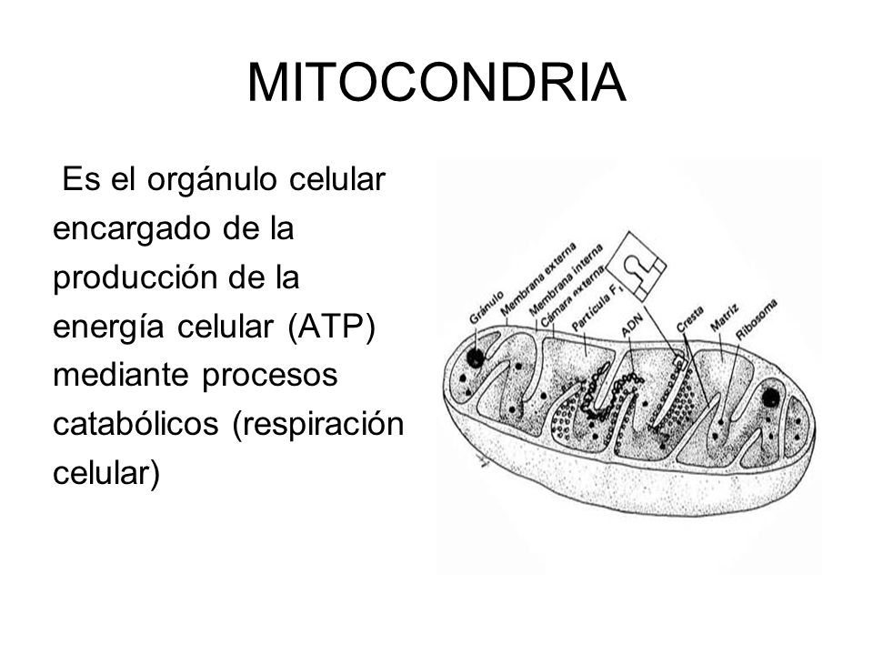 MITOCONDRIA Es el orgánulo celular encargado de la producción de la