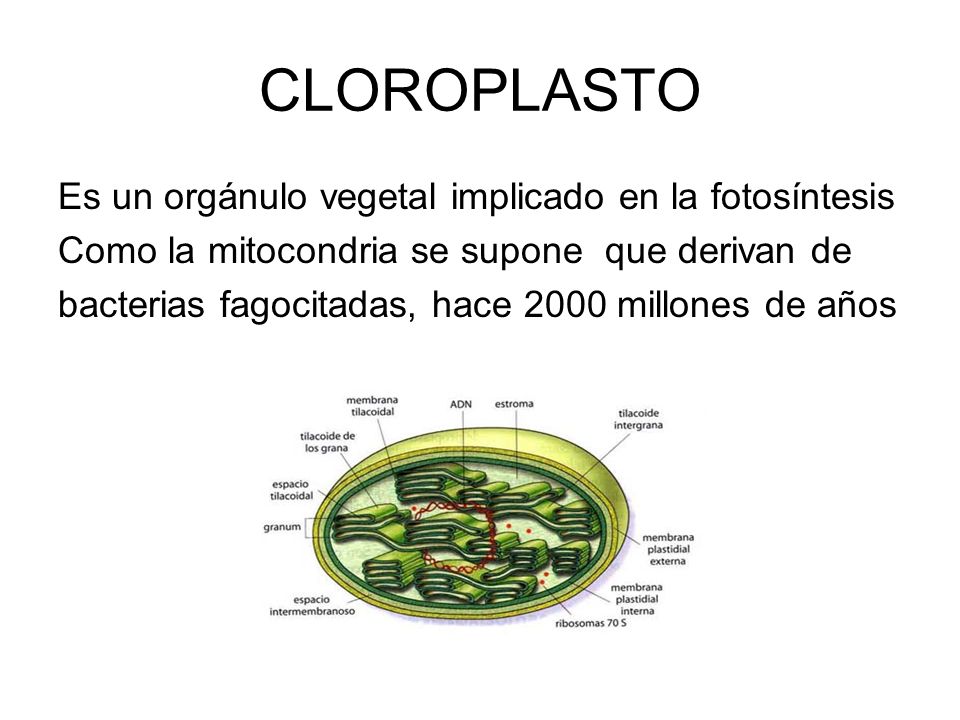CLOROPLASTO Es un orgánulo vegetal implicado en la fotosíntesis