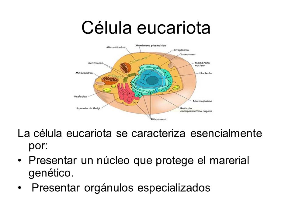 Célula eucariota La célula eucariota se caracteriza esencialmente por: