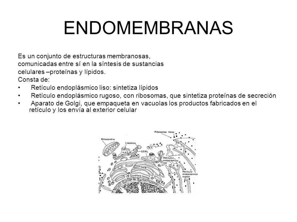 ENDOMEMBRANAS Es un conjunto de estructuras membranosas,