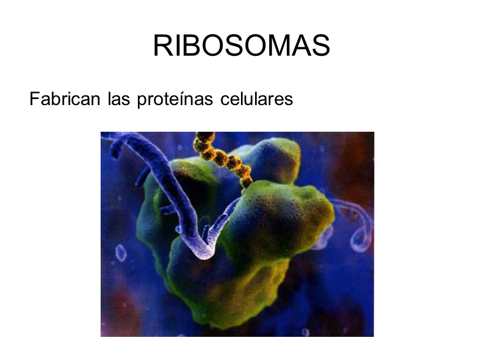 RIBOSOMAS Fabrican las proteínas celulares