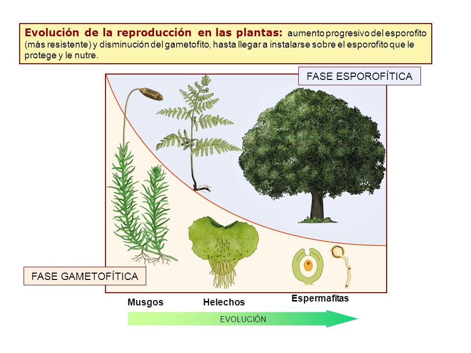 Evolución de la reproducción en las plantas: aumento progresivo del esporofito (más resistente) y disminución del gametofito, hasta llegar a instalarse sobre el esporofito que le protege y le nutre.