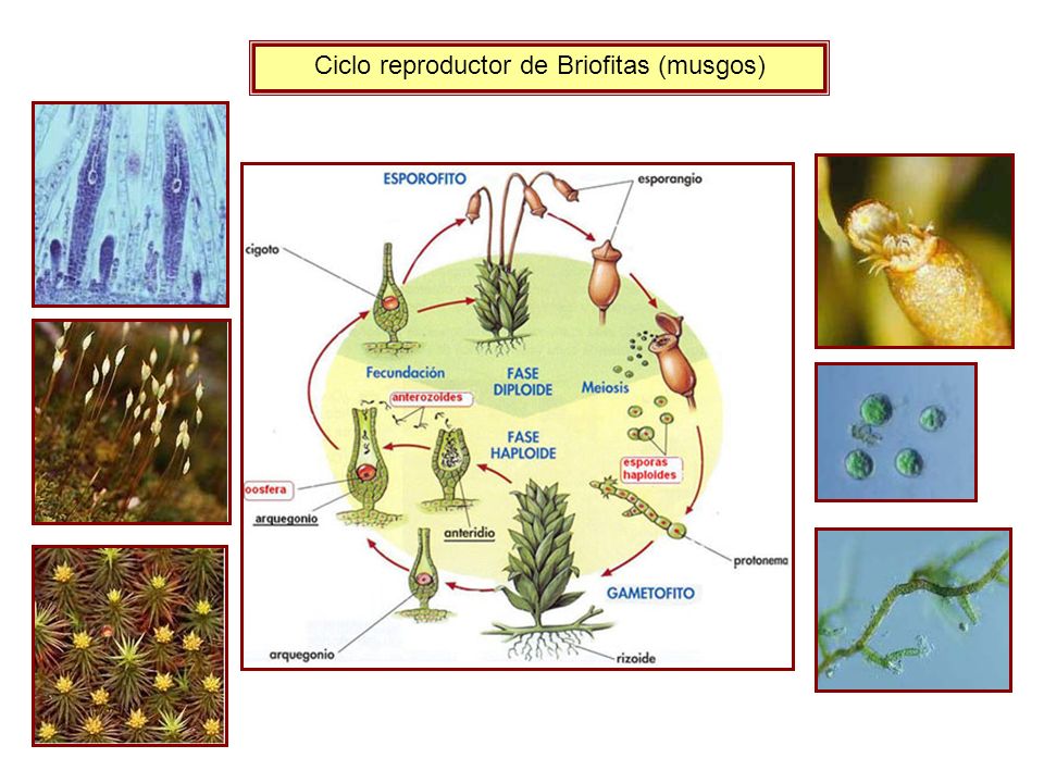 Ciclo reproductor de Briofitas (musgos)