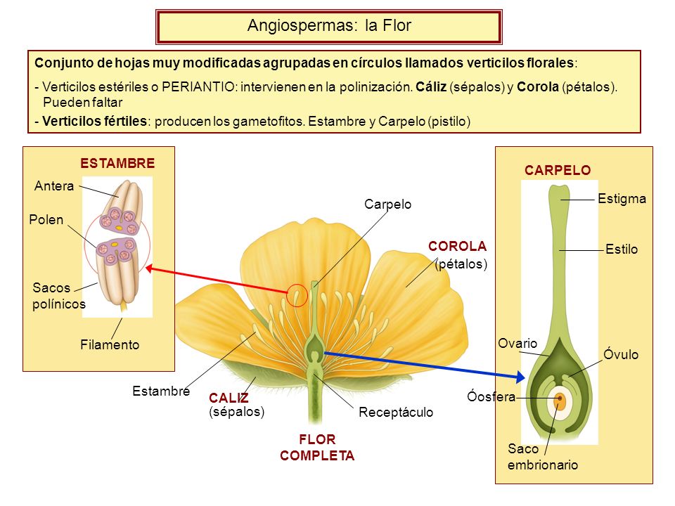 Angiospermas: la Flor Conjunto de hojas muy modificadas agrupadas en círculos llamados verticilos florales: