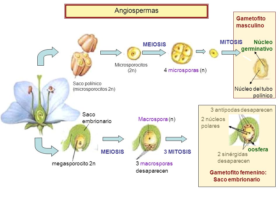 Angiospermas MEIOSIS megasporocito 2n 4 microsporas (n) MITOSIS