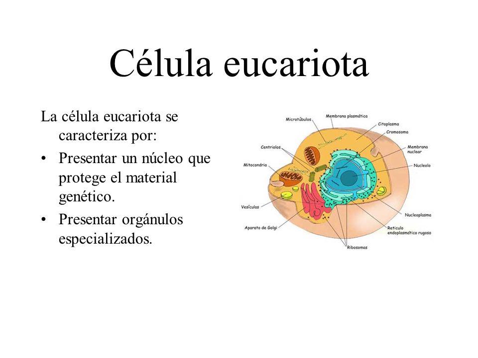 Célula eucariota La célula eucariota se caracteriza por: