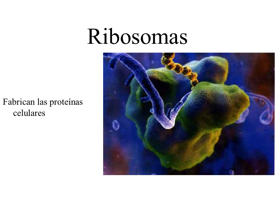 Ribosomas Fabrican las proteínas celulares